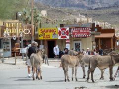 burros-of-oatman-arizona-photo_5311612-fit468x296