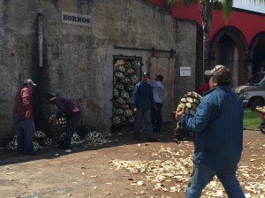 Baking the "pineapples" to prepare them for the crushing and distilling.