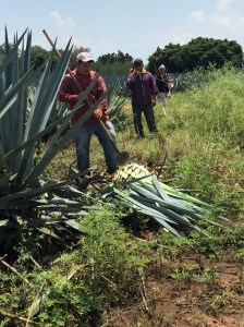 Cutting the tequila "pineapples"